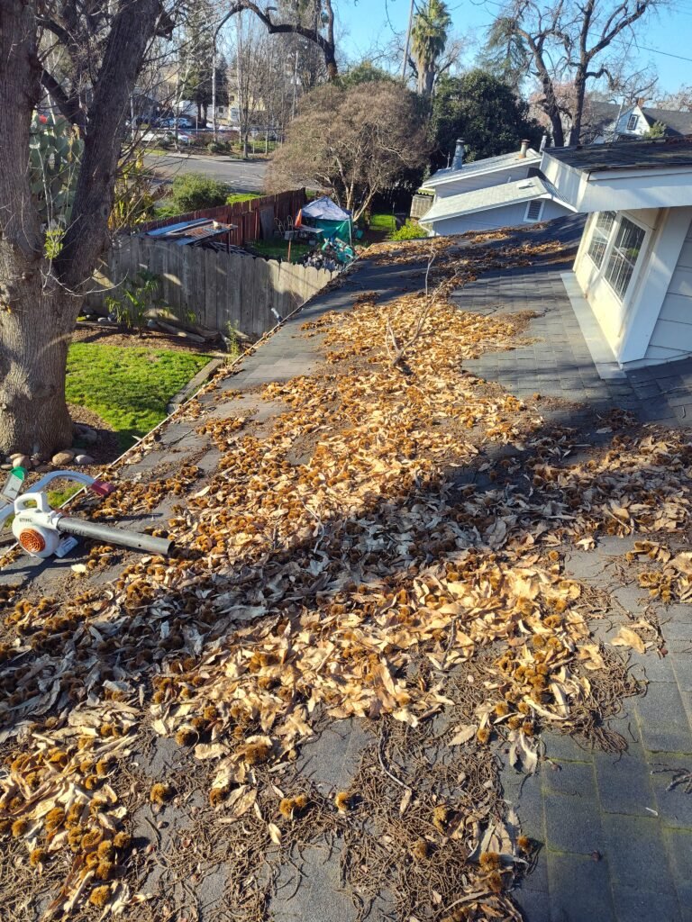 leaves covering a roof