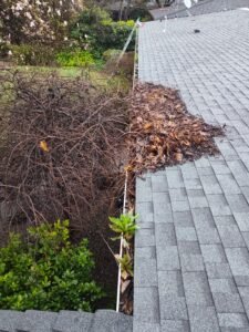 Tree growing into gutter of a Chico home
