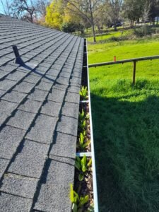 Plants growing in a residential gutter system in Red Bluff CA.